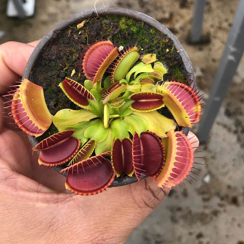 Paquete De Venus Atrapamoscas Más Drosera Capensis