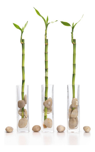 10 Bambús De La Suerte De 32cm  (dracena Sanderiana)