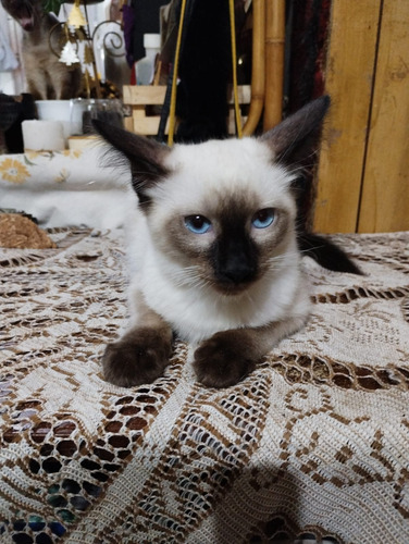 Gatitos Siameses Bebes De Pelo Largo (balinés). Unicos!!!