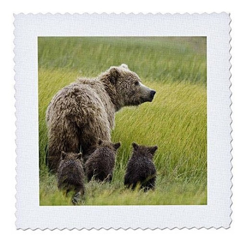 Danita Delimont Bears Alaska, Lake Clark Np, Grizzly Bear Us