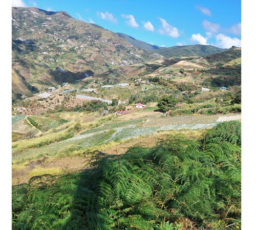 Imagen 8 de 21 de Best House Vende Terreno En El Jarillo Cerca De Quebrada Honda