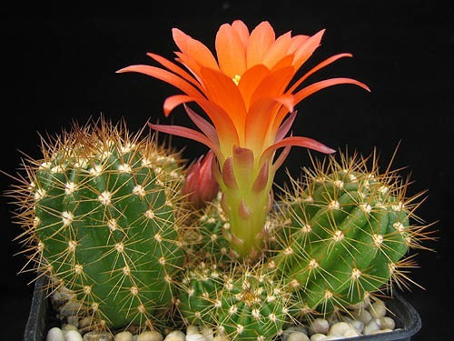 10 Sementes Cactos Lobivia Mix Cactus Flor P/ Mudas Cacto