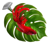 Comprar Cama Para Peixe Betta Folha Descanso Aquário Beteira Planta