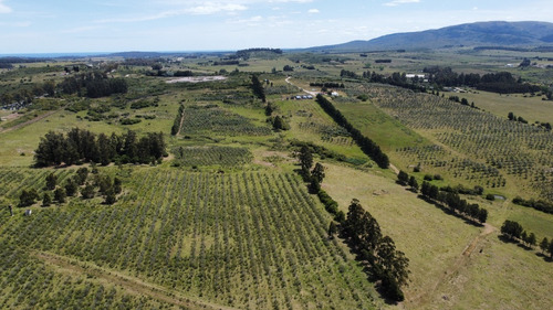 Imagen 3 de 20 de Chacras Financiadas En Pan De Azúcar. Terra Oliva
