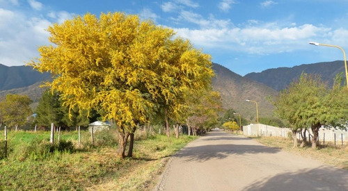 55 Semillas De Chañar (geoffroea Decorticans) Envío Gratis