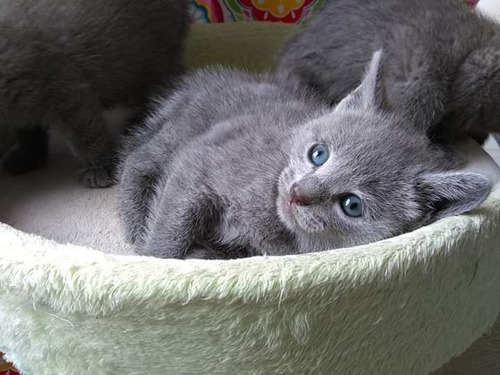 Gato Azul Ruso
