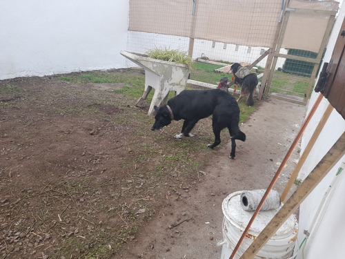 Imagen 5 de 5 de Guarderia Canina Ciudad De La Costa,hotel, Pensionado Perros