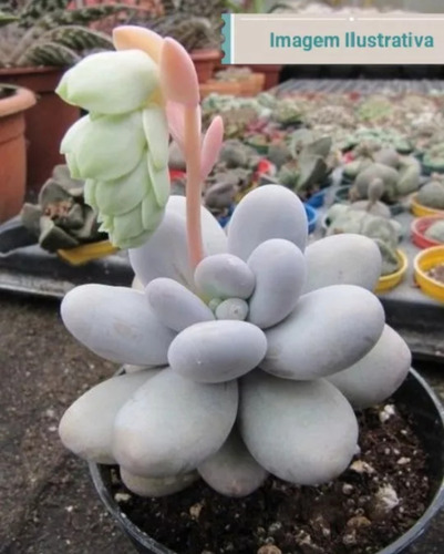 Pachyphytum Oviferum - Pedra Da Lua/ Suculenta Rara