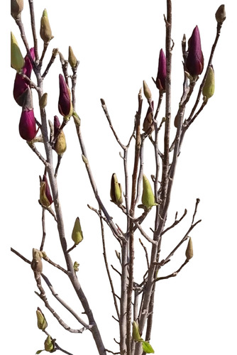 Magnolia, Tulipanero, Arbol Lirio, Purpúra