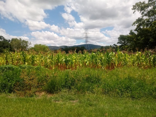 Chácara 2.500 M² - Morungava - Gravataí - Rs - 2499 - 69232388