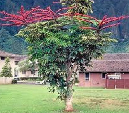 Árvore Guarda Chuva Schefflera 300 Sementes Frete Grátis Bra