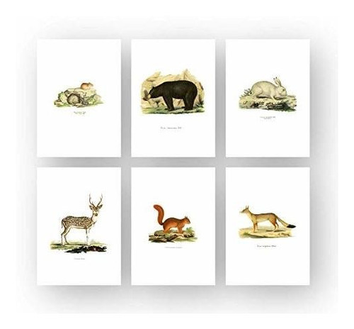 Tinta. Inc. Vintage Woodland Animal Poster Impresiones - Zor