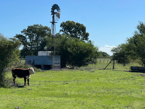 Campo En Venta De 36, 7 Hectáreas Con Manga, Potrero, Molino, Corrales