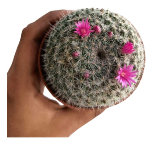 Cactus Mammillaria Hahniana