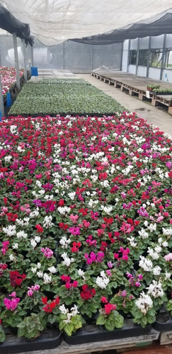 Imagen 2 de 4 de Cyclamen Micro Miniatura Violeta Alpes Ideal Souvenir X 3