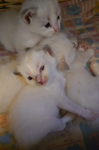 Gatitos Ragdoll, Con Pedrigee Y Registro Nacional E Int. Seal