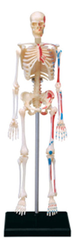 * Modelo De Esqueleto Del Cuerpo Humano Extraíble Para La