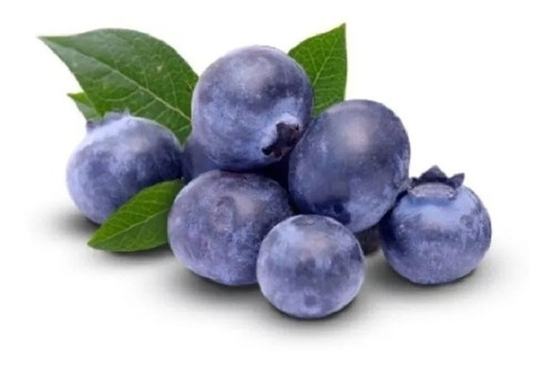 Blueberry Mirtilo Anão Orgânica Sementes P/ Mudas