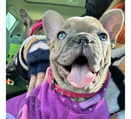 Bulldog Francés Hembrita Lilac Merle Ojos Celestes