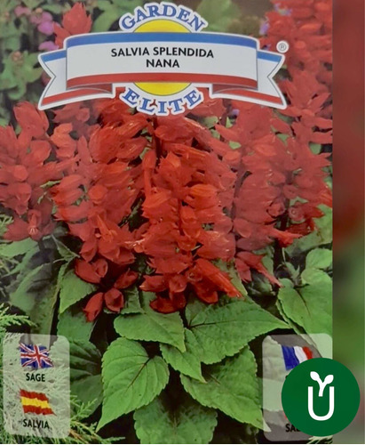 Semillas Flores - Salvia Roja - Envíos