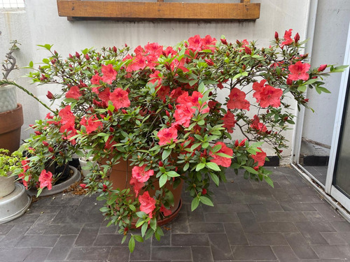 Azalea Simple 1,10 Mt Maceta Plástico N° 40 C/ Plato