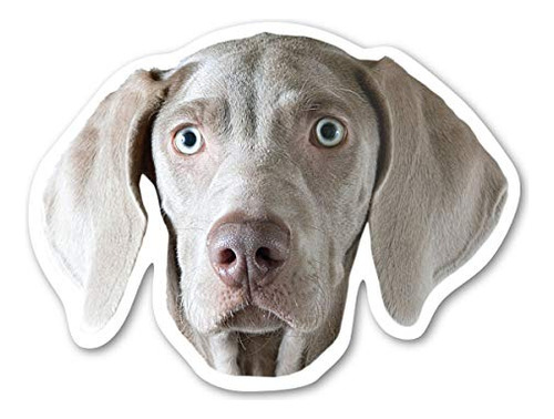 Imán Weimaraner De Magnet America, Tamaño 5 X 3 3/4, Hecho P