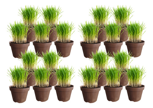 20 Unidades De Pasto Para Gato Trimix: Avena, Cebada, Trigo.