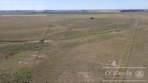 Imagen 12 de 20 de Campo En Venta De 300 Has En Gualeguaychu - Ganadero - Oportunidad!
