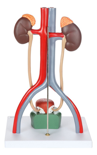 Modelo De Anatomia Del Sistema Urinario Masculino