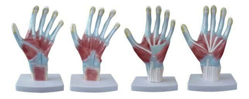 Modelo Anatomia Palma Da Mão