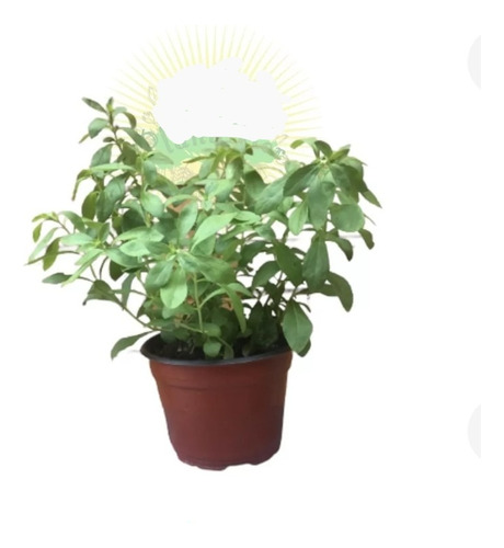 Paquete De 2 Plantas Stevia Dulce De 25 Cms. Aprox.