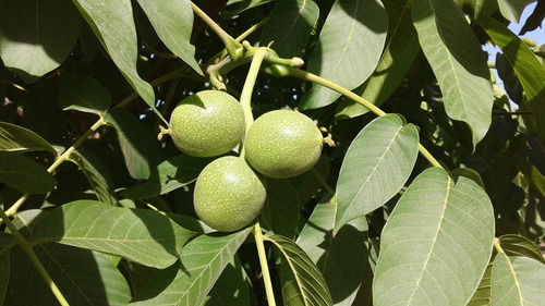 Nueces Mariposa Ambar Oscura 5kg