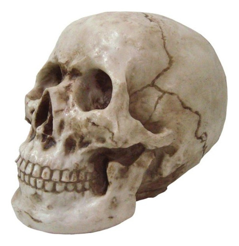 Cranio Grande Tamanho Real Resina De Alta Qualidade Cor betume