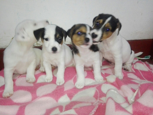 Jack Russell Terrier En Venta 