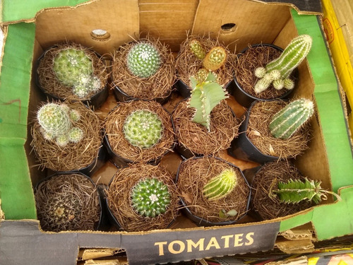 Imagen 6 de 8 de Caja De Cactus Y Suculentas 12pzs / Para Maceta De 4