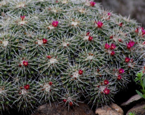 Mammillaria Compressa, Biznaga Comprimida, 10 Semillas, Nv