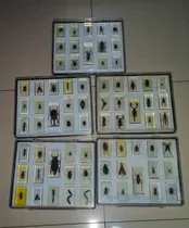 Comprar Colección  Bichos  La Nación Completa