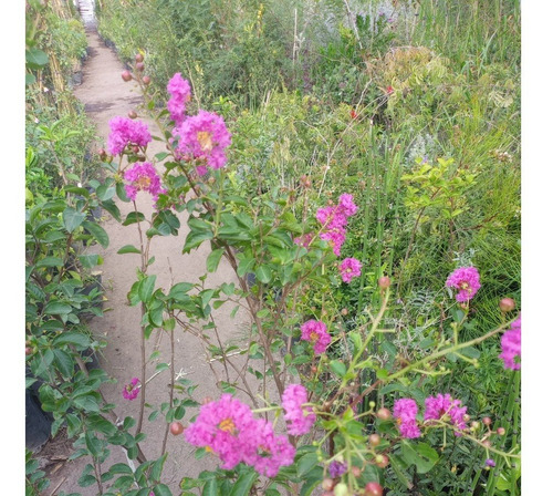 Lagerstroemia Indica (árbol De Júpiter) , Arbustivo 10lts