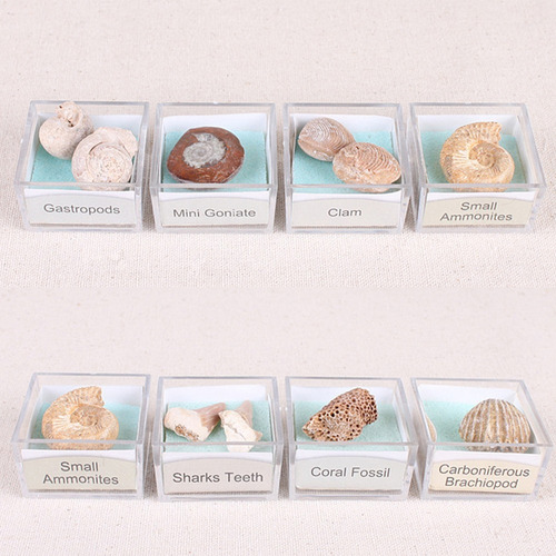 Cont Protolith Specimen Amonite Fósiles Colección Piedra -