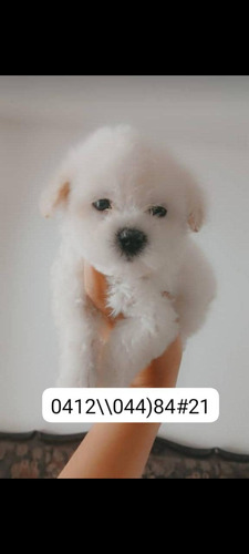 Poodle Hermosos Y Otras Razas Más Información En La Imagen