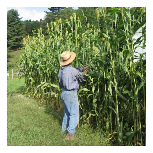 Sementes De Sorgo Vassouras 10v60 - 1kg