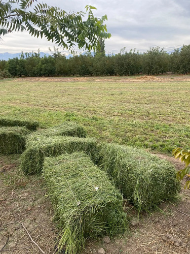 Venta Terreno Agricola, El Peumo , Calle Larga  , Los Andes