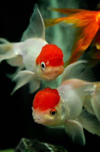Goldfish Red Cup Chico Oferta Solo Mundo Acuatico