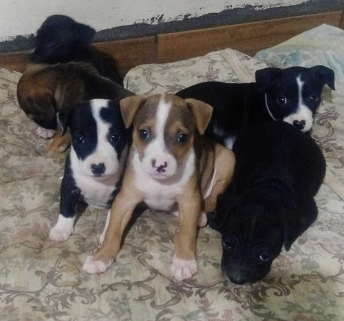 Imagem 1 de 8 de Filhotes De Pitbul Amstaff