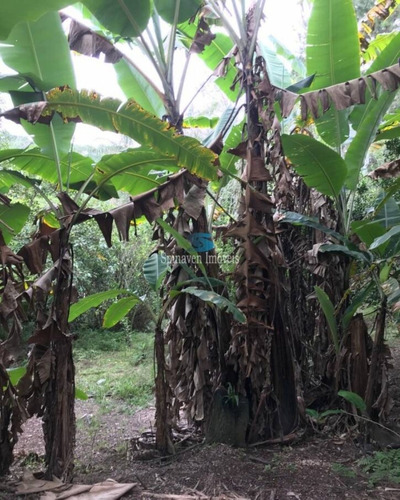 Imagem 20 de 30 de Sitio Em Jarinú Para Venda. - Região De Atibaia - Sp - Escritura Registrada, Definitiva! - St00250 - 69735918