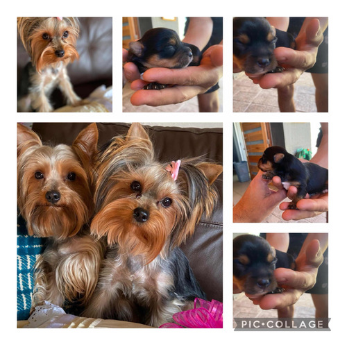 Yorkshire Terrier, Separa El Tuyo, 2machos 1hembra,