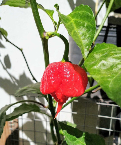 Salsa De Ajíes Carolina Reaper X 100cc.