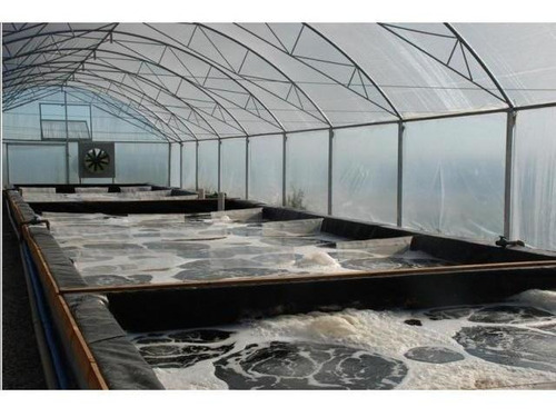 Imagem 7 de 7 de Curso Online De Criação De Camarão E Peixes Pequenos Espaços