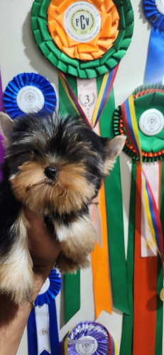 Yorkshire Terrier Hembra Con Pedigree