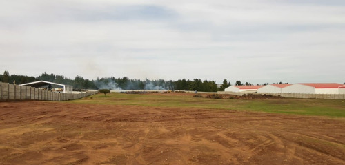 Imagen 3 de 7 de Se Arrienda Terrenos Industriales Desde 5.000 M2 Y Bodegaje